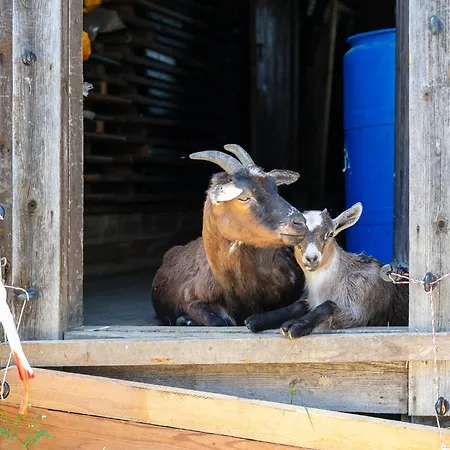Apartament Seppen 2 Und 3 Reith im Alpbachtal